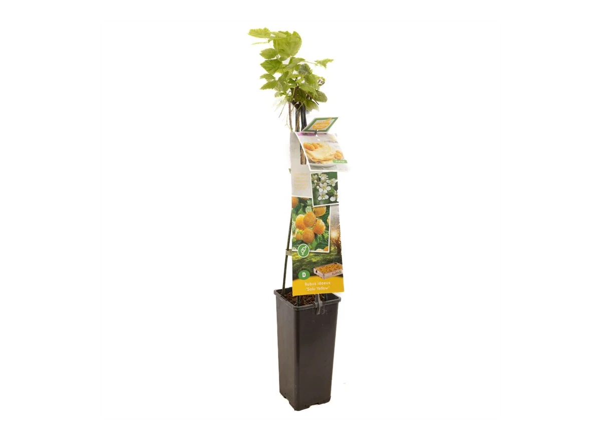 Rubus id. TwoTimer® Sugana Yellow®.jpg