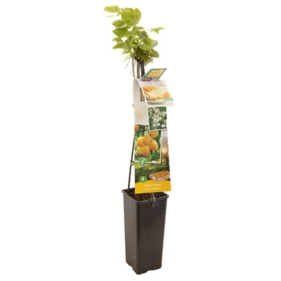 Rubus id. TwoTimer® Sugana Yellow®.jpg