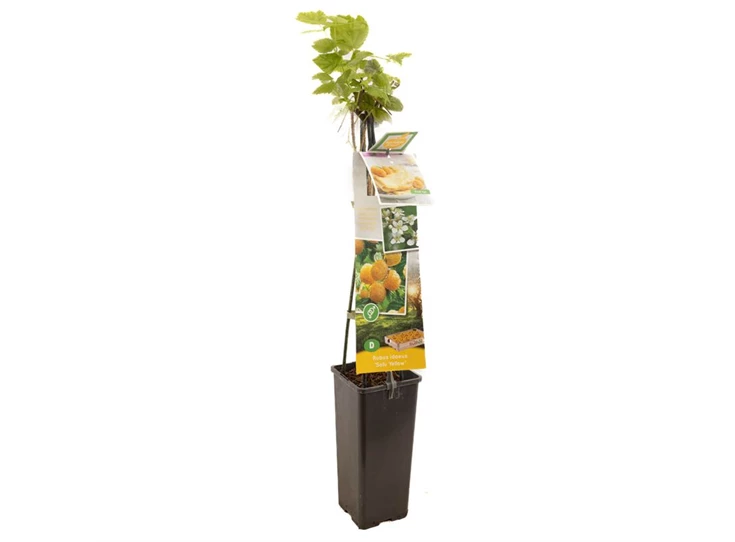 Rubus id. TwoTimer® Sugana Yellow®.jpg
