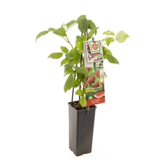 Rubus idaeus Tulamagic.jpg