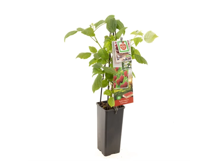 Rubus idaeus Tulamagic.jpg