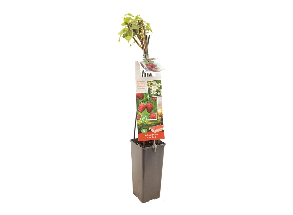 Rubus id. TwoTimer® Sugana Red®.jpg