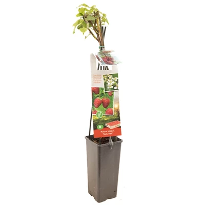 Rubus id. TwoTimer® Sugana Red®.jpg