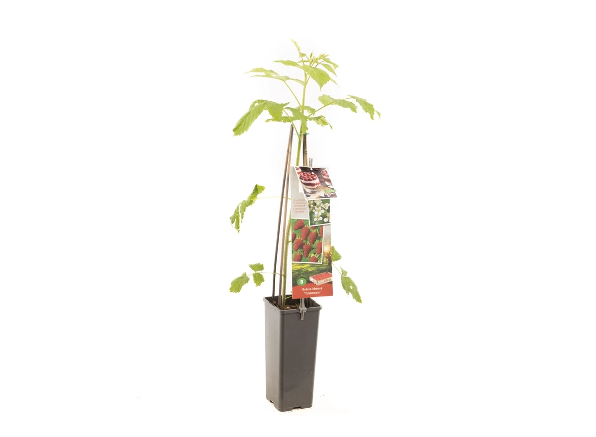 Rubus idaeus Tulameen.jpg