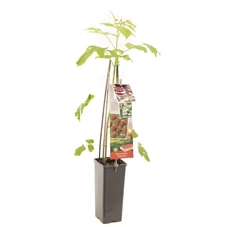 Rubus idaeus Tulameen.jpg