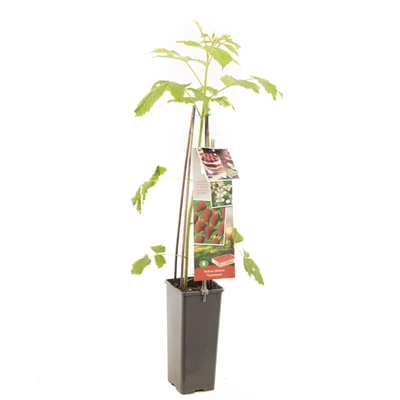 Rubus idaeus Tulameen.jpg