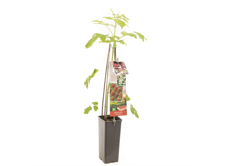 Rubus idaeus Tulameen.jpg