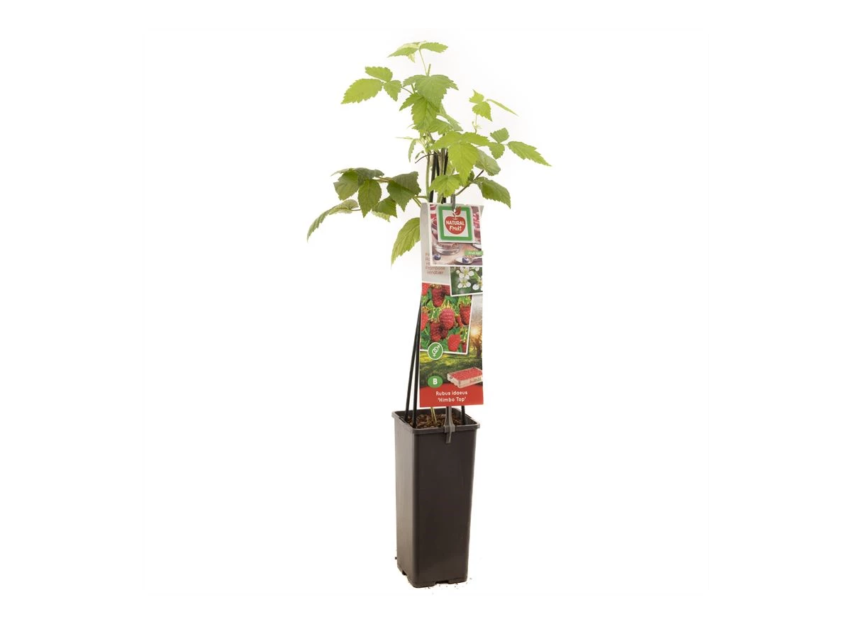Rubus idaeus Himbo Top.jpg