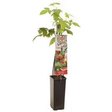 Rubus idaeus Himbo Top.jpg