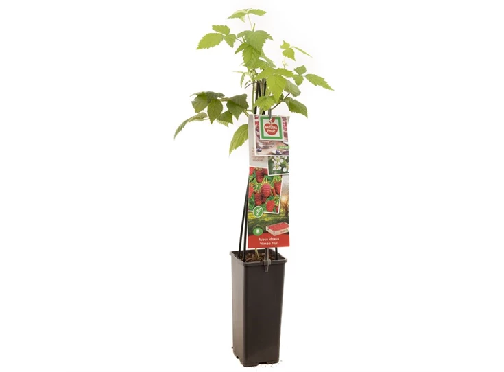 Rubus idaeus Himbo Top.jpg