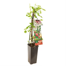 Rubus idaeus Heritage.jpg