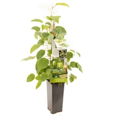 Actinidia arguta Fresh Jumbo.jpg