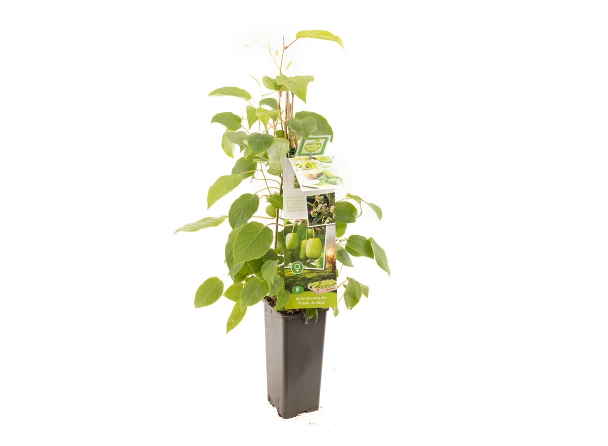 Actinidia arguta Fresh Jumbo.jpg