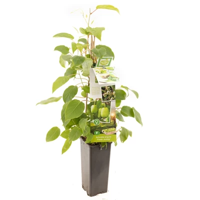 Actinidia arguta Fresh Jumbo.jpg