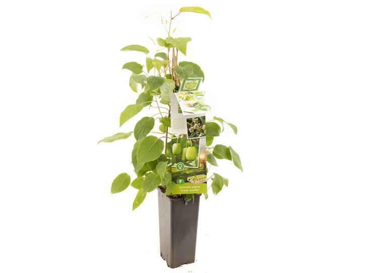 Actinidia arguta Fresh Jumbo.jpg