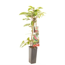 Actinidia arguta Ken's Red.jpg