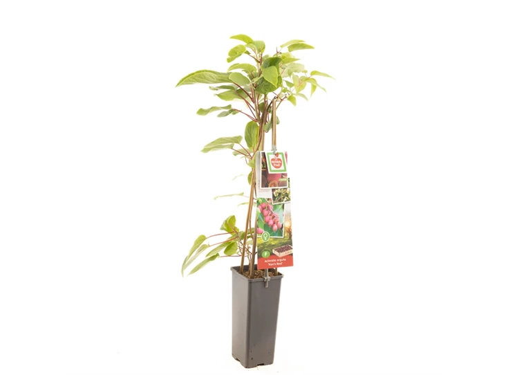 Actinidia arguta Ken's Red.jpg