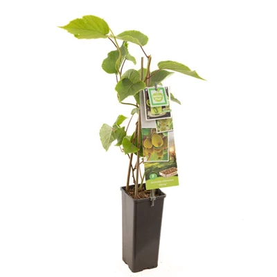 Actinidia chinensis Jenny.jpg