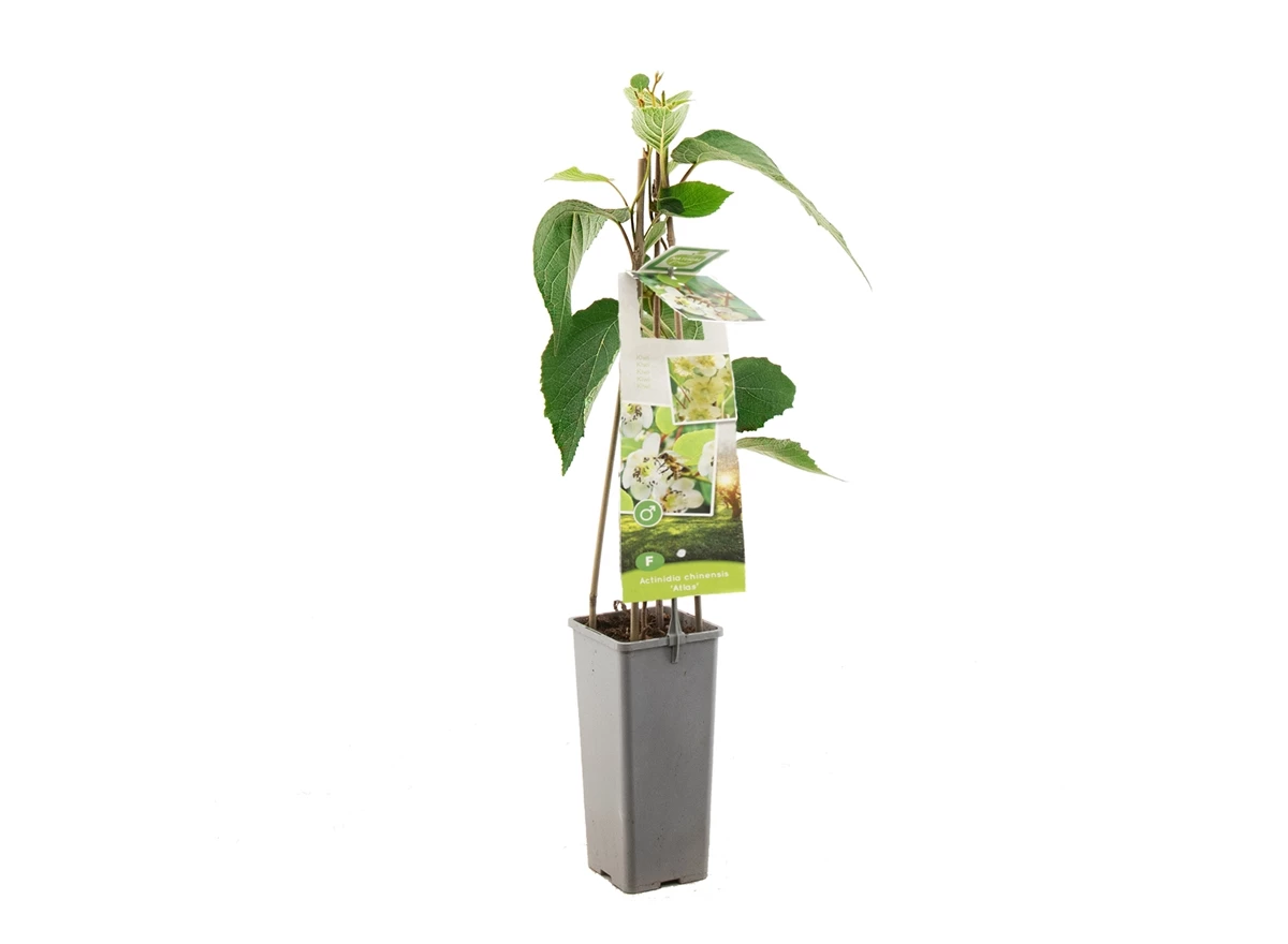 Actinidia chinensis Atlas.jpg