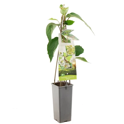 Actinidia chinensis Atlas.jpg