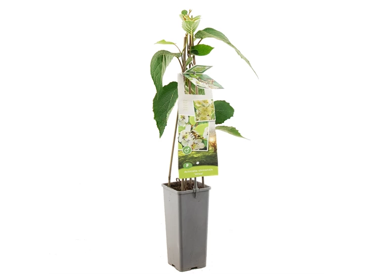 Actinidia chinensis Atlas.jpg