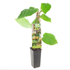 Actinidia chinensis Hayward.jpg