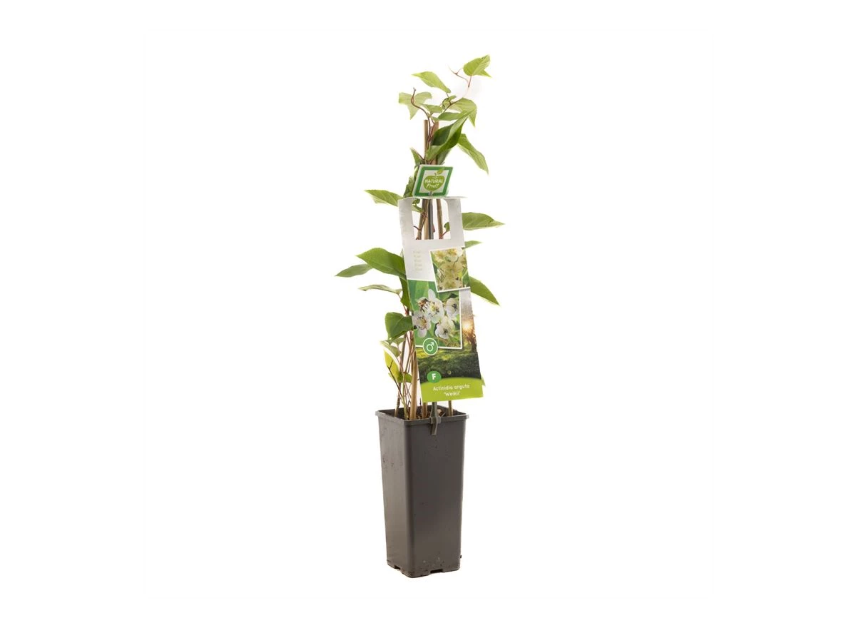 Actinidia arguta Weikii.jpg