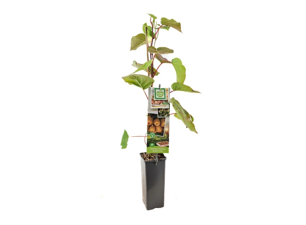 Actinidia chinensis Golden Kiwi.jpg
