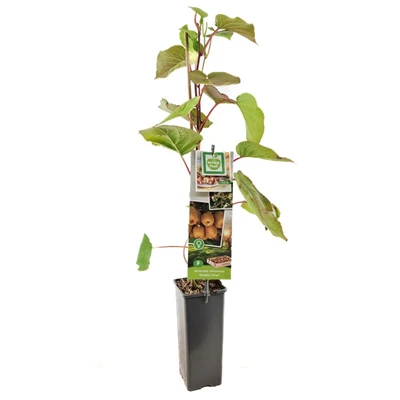 Actinidia chinensis Golden Kiwi.jpg