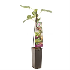 Ficus carica Brown Turkey.jpg