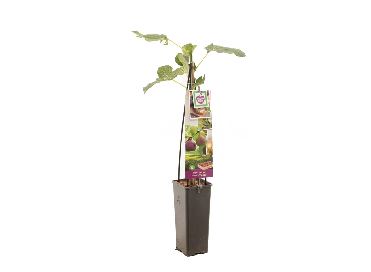 Ficus carica Brown Turkey.jpg