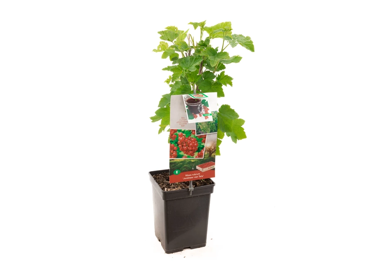Ribes rubrum Jonkheer van Tets.jpg