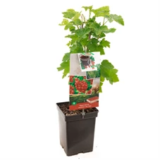 Ribes rubrum Jonkheer van Tets.jpg