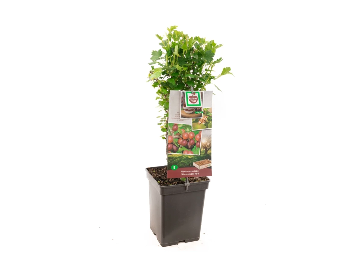 Ribes uva-crispa Hinnonmäki Röd.jpg