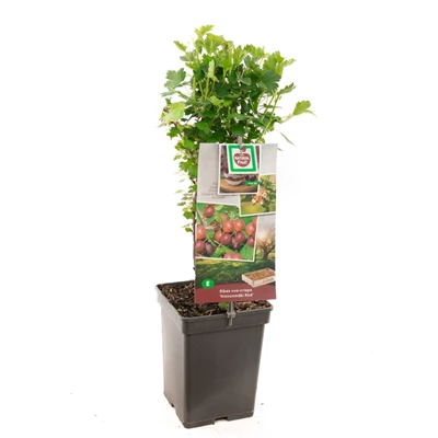 Ribes uva-crispa Hinnonmäki Röd.jpg