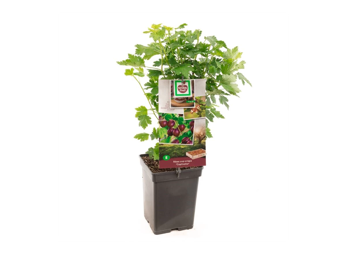 Ribes uva-crispa Captivator.jpg