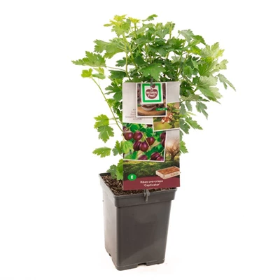 Ribes uva-crispa Captivator.jpg