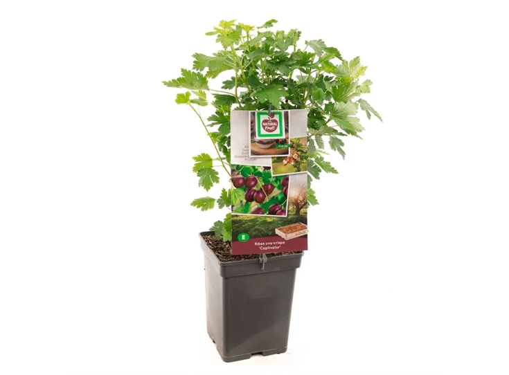 Ribes uva-crispa Captivator.jpg