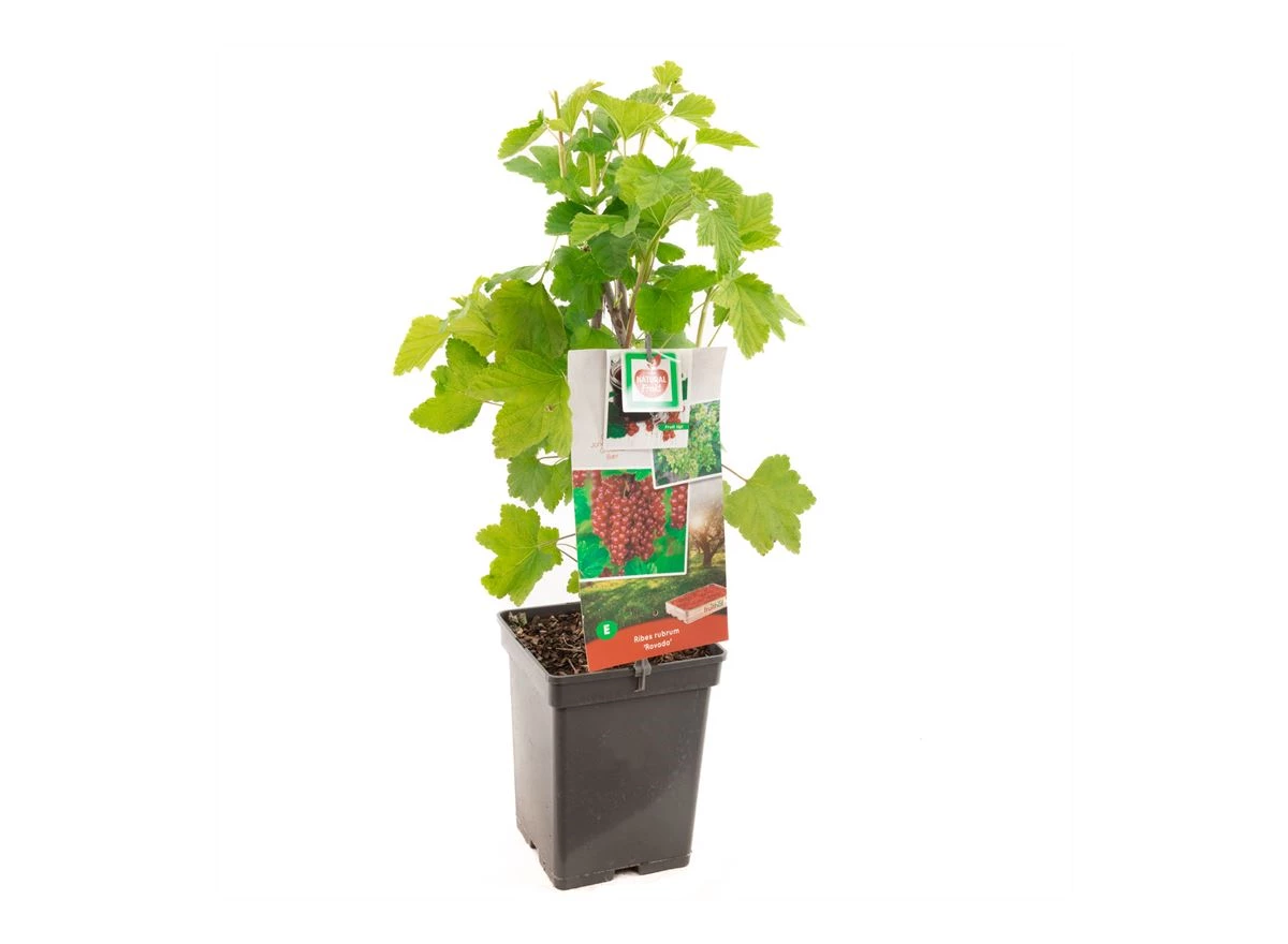 Ribes rubrum Rovada.jpg
