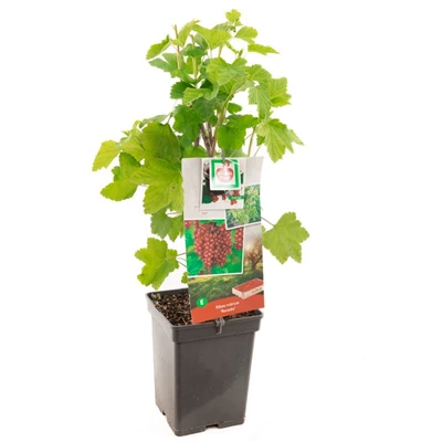 Ribes rubrum Rovada.jpg