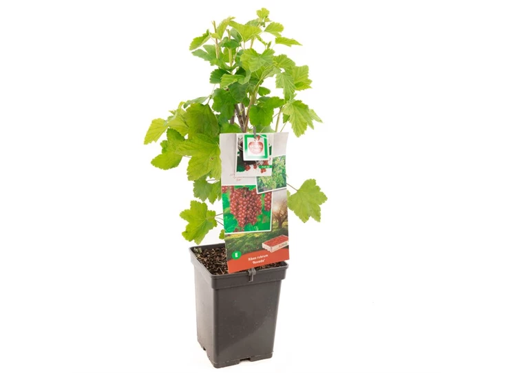 Ribes rubrum Rovada.jpg