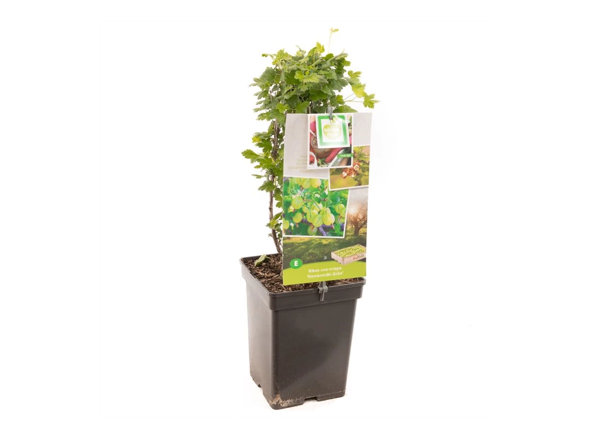 Ribes uva-crispa Hinnonmäki Grön.jpg