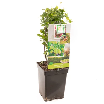 Ribes uva-crispa Hinnonmäki Grön.jpg