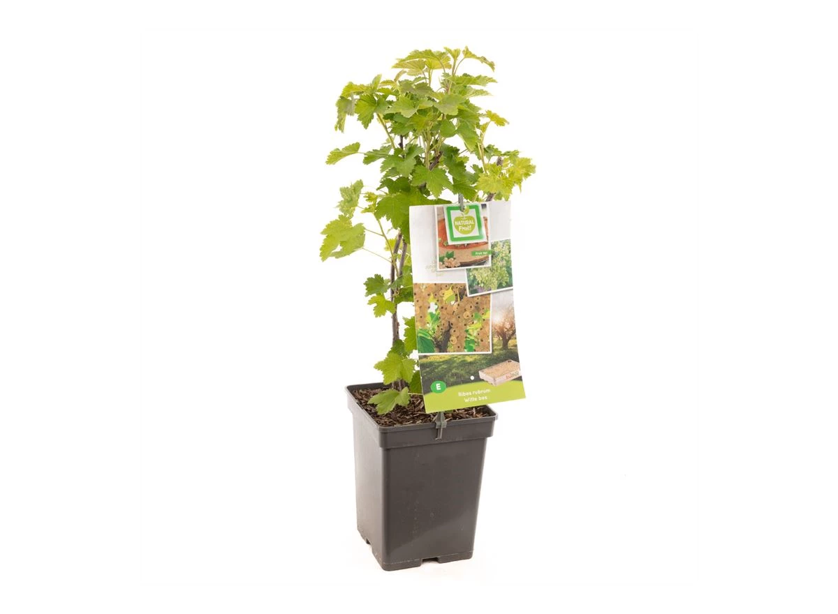 Ribes rubrum Witte bes.jpg
