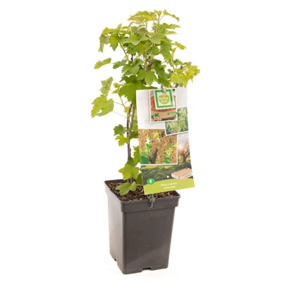 Ribes rubrum Witte bes.jpg