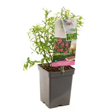 Vaccinium corymbosum Pink Lemonade.jpg