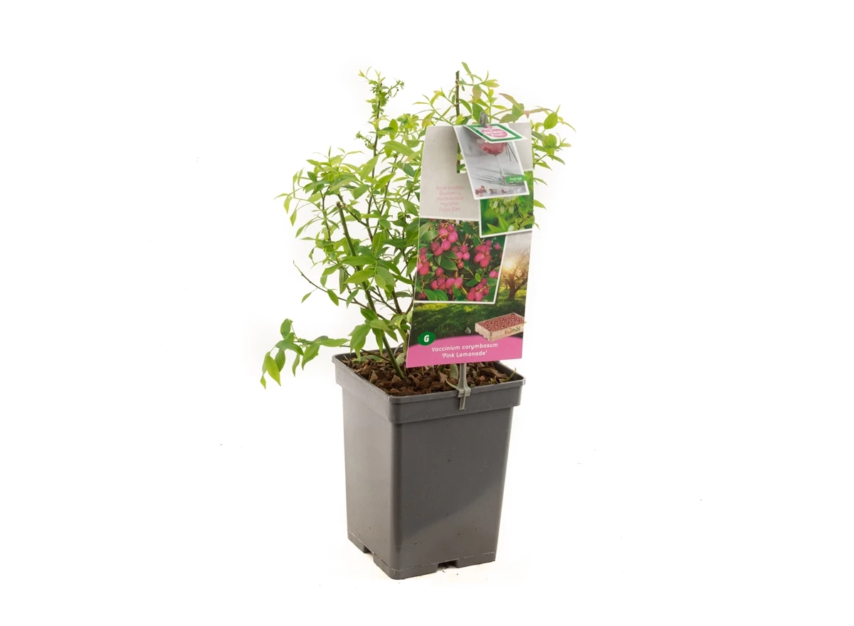 Vaccinium corymbosum Pink Lemonade.jpg