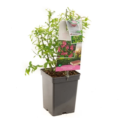 Vaccinium corymbosum Pink Lemonade.jpg
