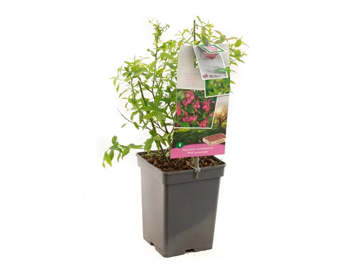 Vaccinium corymbosum Pink Lemonade.jpg