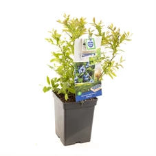 Vaccinium corymbosum Bluecrop.jpg
